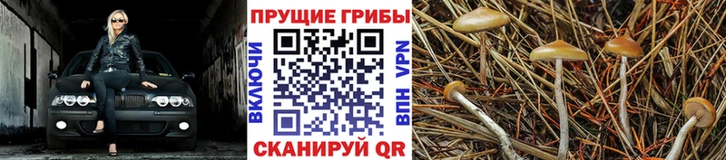 купить наркоту  Малоархангельск  Галлюциногенные грибы Psilocybine cubensis 